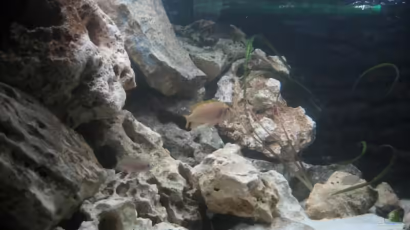 Aquarium Nur noch als Beispiel von Delta (5)