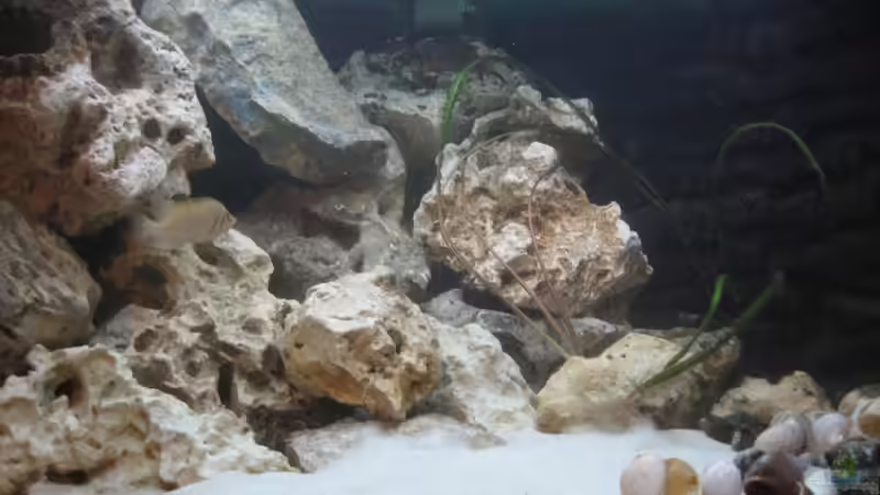 Aquarium Nur noch als Beispiel von Delta (6)