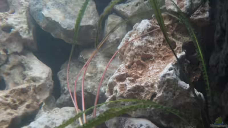 Aquarium Nur noch als Beispiel von Delta (7)