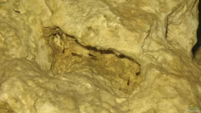 Aquarium Nur noch als Beispiel von Delta (8)