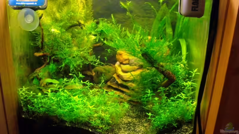 Aquarium Nur noch Beispiel!!! von Caricciola (6)