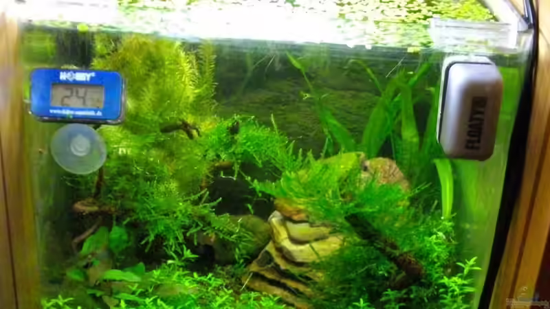 Aquarium Nur noch Beispiel!!! von Caricciola (7)