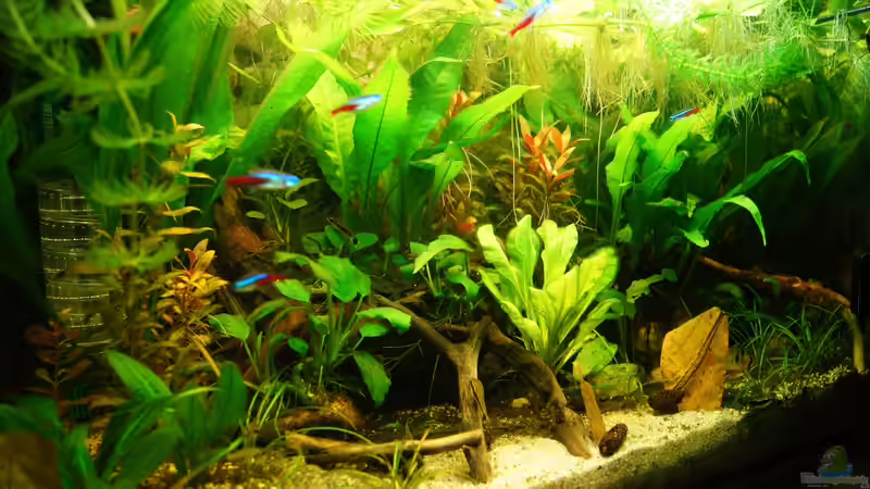 Aquarium Nur noch Beispiel von Liquid (10)