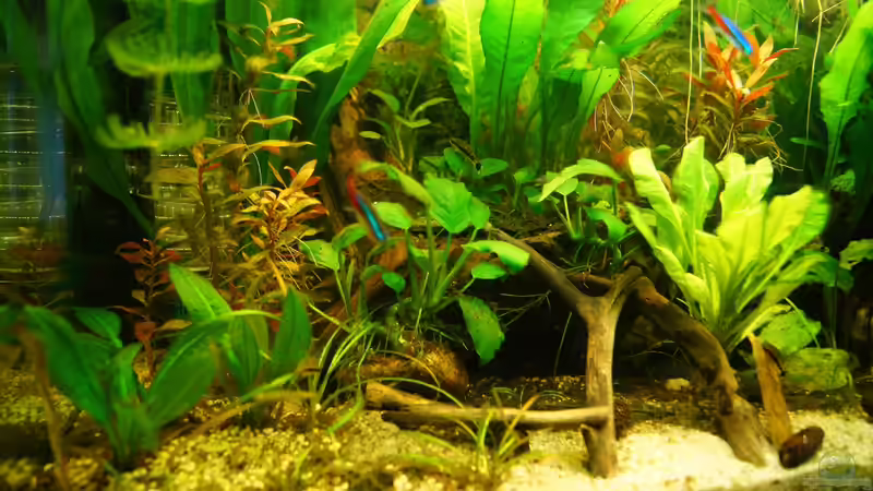 Aquarium Nur noch Beispiel von Liquid (2)