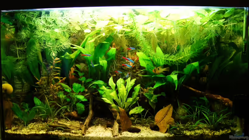 Aquarium Nur noch Beispiel von Liquid (4)