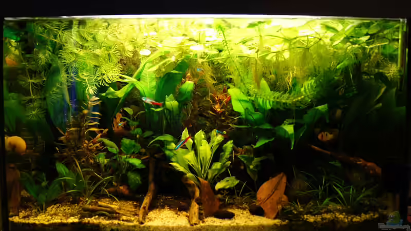 Aquarium Nur noch Beispiel von Liquid (5)