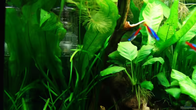 Aquarium Nur noch Beispiel von Liquid (6)