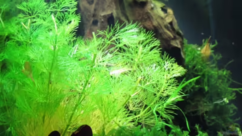 Aquarium Nur noch Beispiel von Sarah (3)