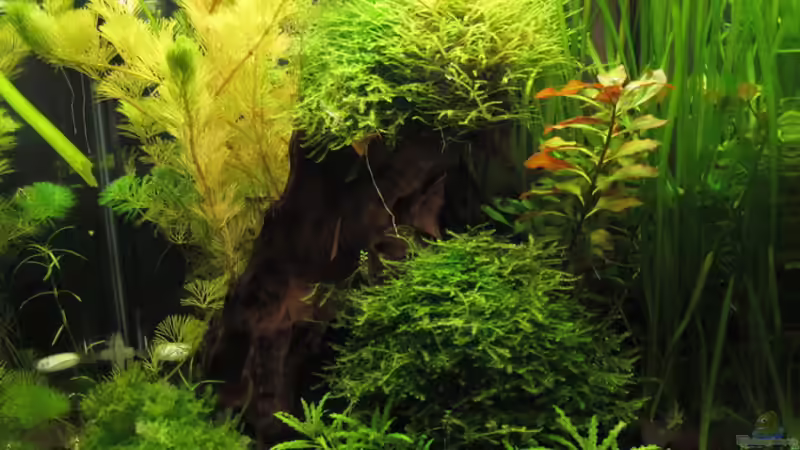 Aquarium Nur noch Beispiel von Sarah (4)