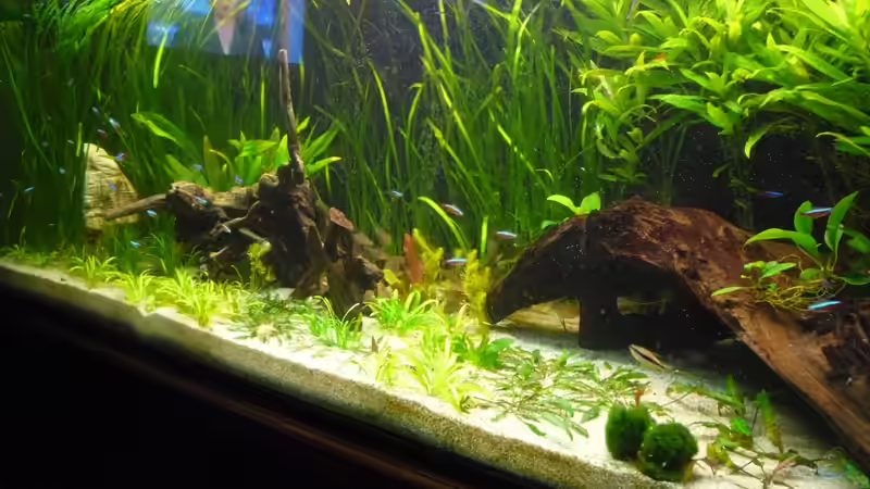 Aquarium (nur noch Beispiel) wird umgebaut von Frank Wollenburg (2)