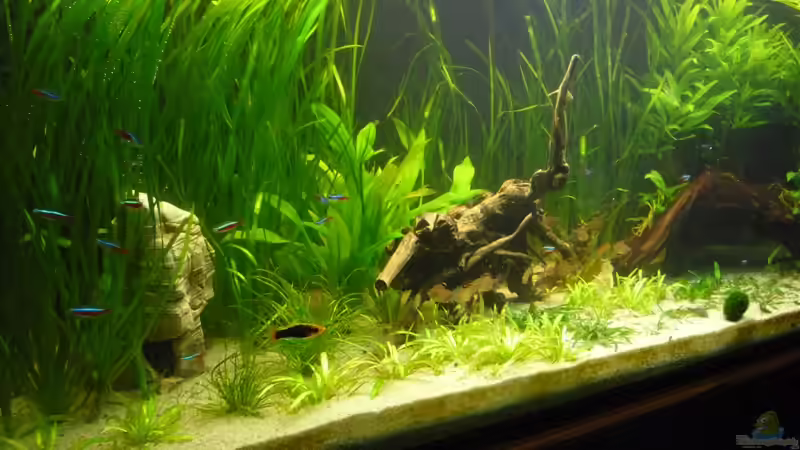 Aquarium (nur noch Beispiel) wird umgebaut von Frank Wollenburg (4)