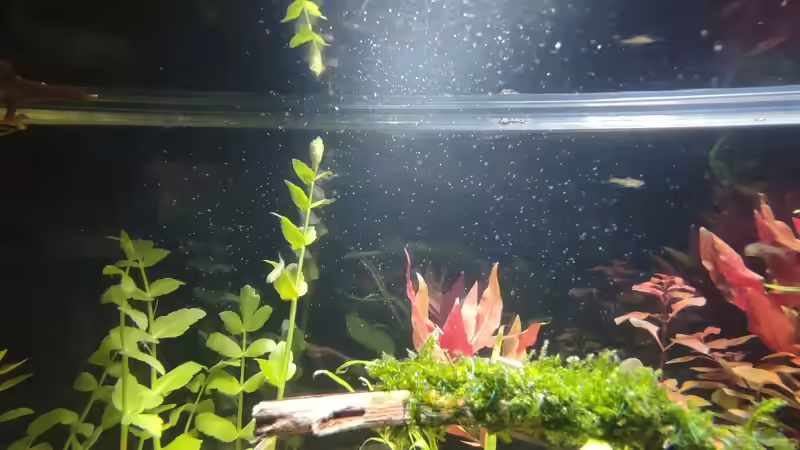 Aquarium Nur noch ein Beispiel für euch von Amazonas (10)