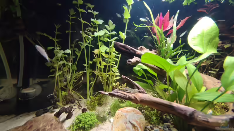 Aquarium Nur noch ein Beispiel für euch von Amazonas (12)