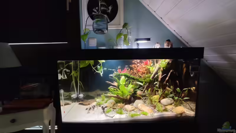 Aquarium Nur noch ein Beispiel für euch von Amazonas (13)