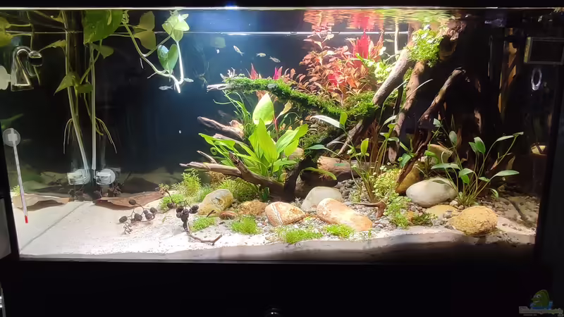 Aquarium Nur noch ein Beispiel für euch von Amazonas (14)