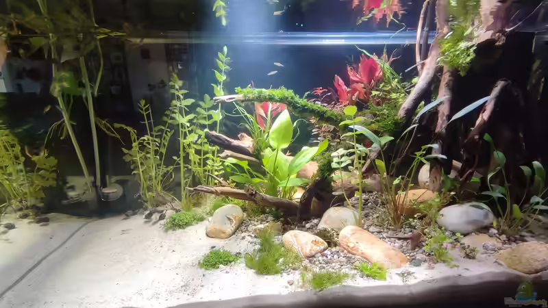 Aquarium Nur noch ein Beispiel für euch von Amazonas (2)