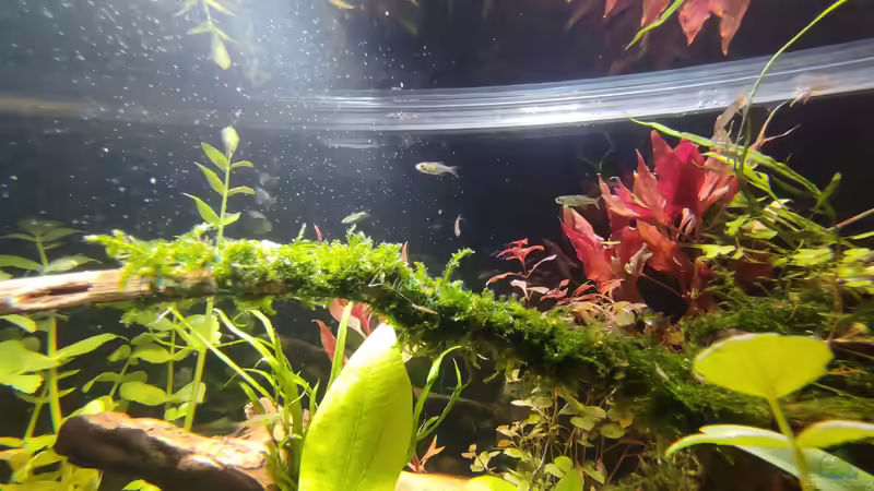 Aquarium Nur noch ein Beispiel für euch von Amazonas (3)