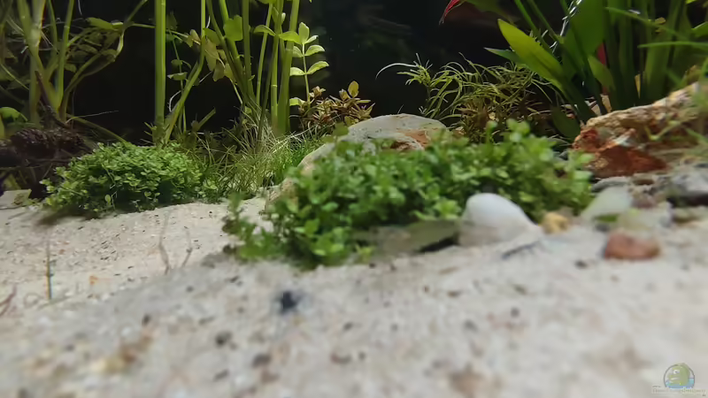 Aquarium Nur noch ein Beispiel für euch von Amazonas (5)