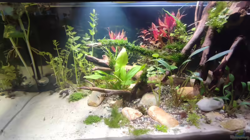 Aquarium Nur noch ein Beispiel für euch von Amazonas (6)