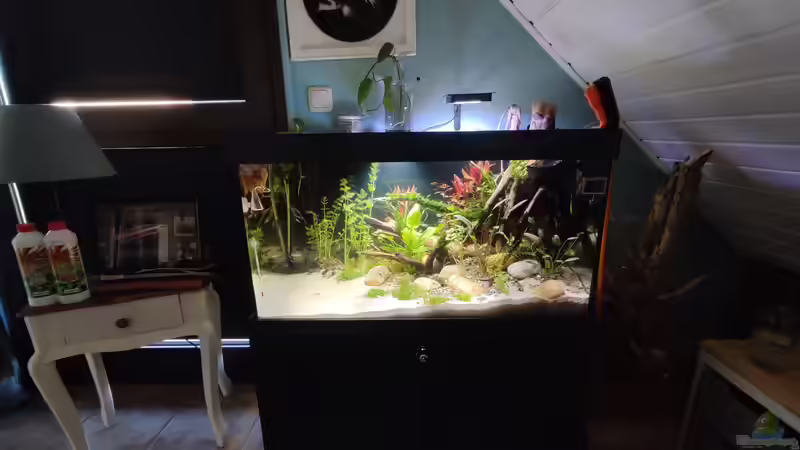 Aquarium Nur noch ein Beispiel für euch von Amazonas (7)