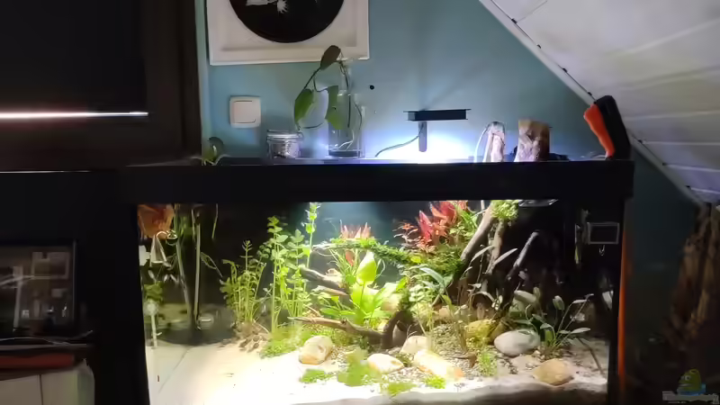 Aquarium Nur noch ein Beispiel für euch von Amazonas (8)