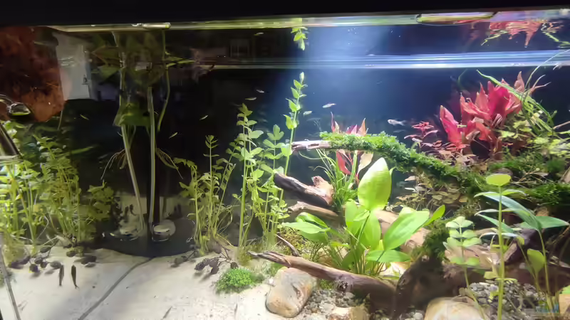 Aquarium Nur noch ein Beispiel für euch von Amazonas (9)