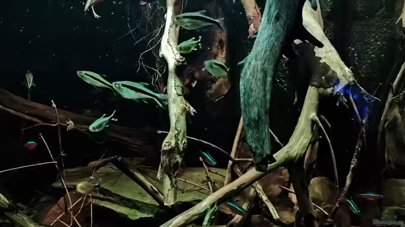 Aquarium Nur noch ein Beispiel von Amazonas (10)