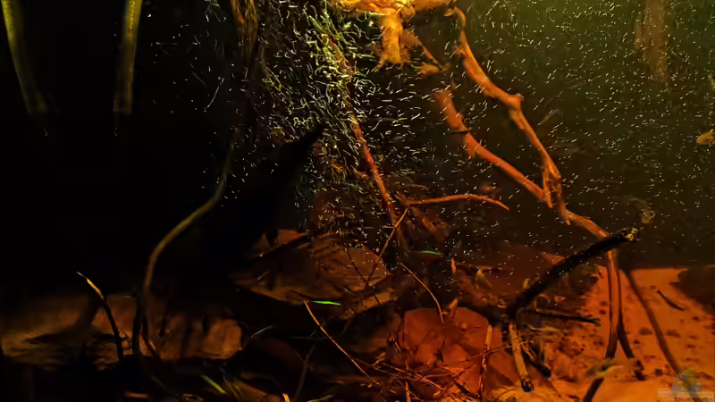 Aquarium Nur noch ein Beispiel von Amazonas (14)