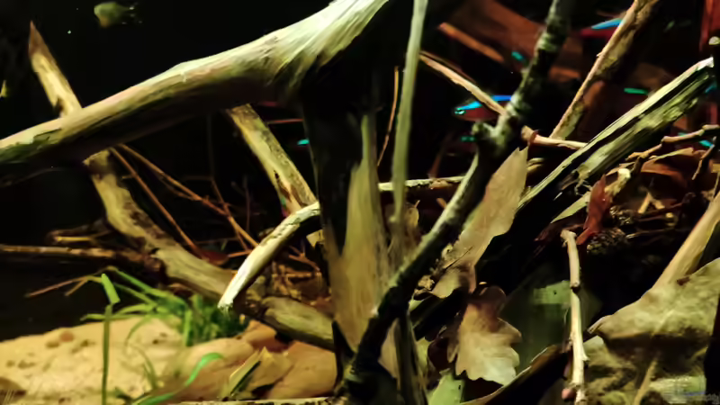 Aquarium Nur noch ein Beispiel von Amazonas (21)