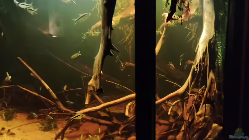 Aquarium Nur noch ein Beispiel von Amazonas (22)