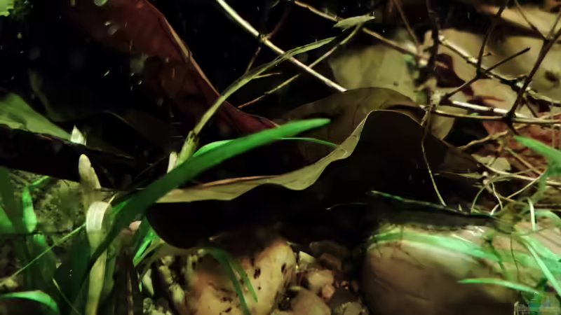 Aquarium Nur noch ein Beispiel von Amazonas (38)