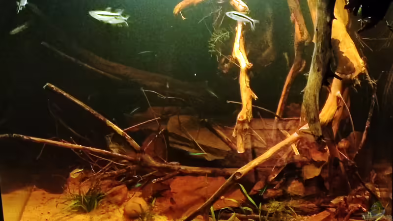Aquarium Nur noch ein Beispiel von Amazonas (4)