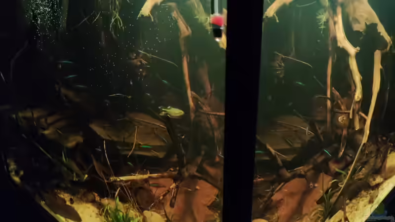 Aquarium Nur noch ein Beispiel von Amazonas (43)