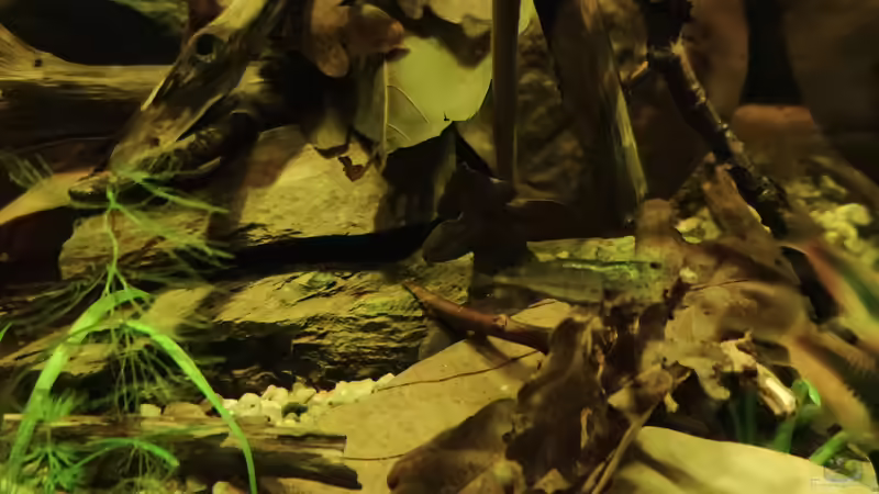 Aquarium Nur noch ein Beispiel von Amazonas (5)