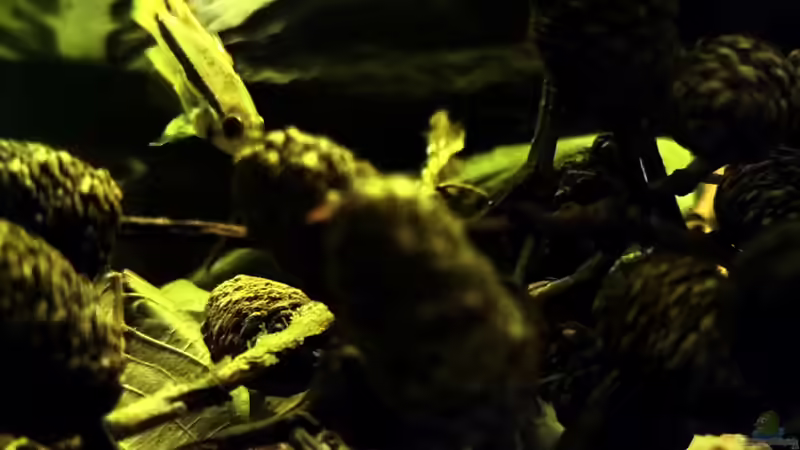 Aquarium Nur noch ein Beispiel von Amazonas (7)