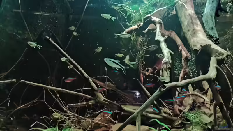 Aquarium Nur noch ein Beispiel von Amazonas (9)