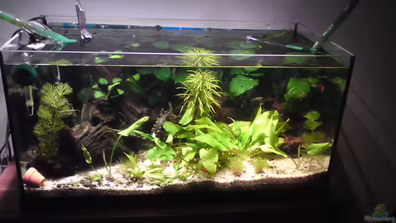 Aquarium Offenes Gesellschaftsbecken LED Beleuchtung von Aquamaster (2)