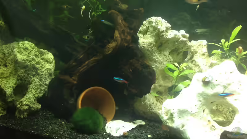 Aquarium offenes Glasaquarium von Ditti (15)