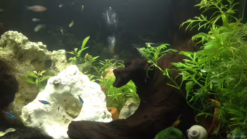 Aquarium offenes Glasaquarium von Ditti (16)