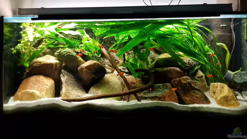 Aquarium Oh, wie schön ist Panama von naturalR (2)