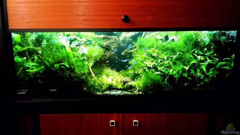 Aquarium ohne beleuchtetes Blue Hole von Bermuda 3eck (8)