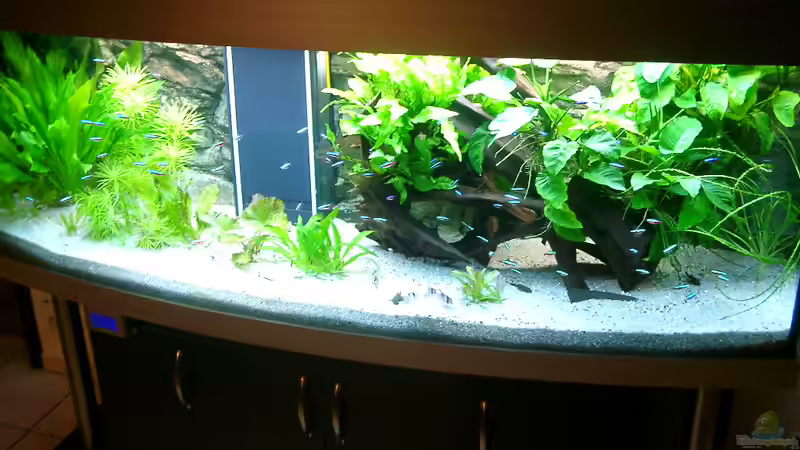 Aquarium ohne Diskus von ALTHO81 (19)