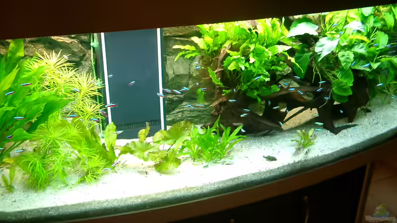 Aquarium ohne Diskus von ALTHO81 (20)