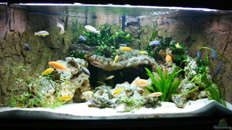 Aquarium ohne Wurzel von Sven Koch (2)