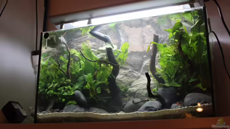 Aquarium Old but Gold aufgelöst von Trimmy (10)