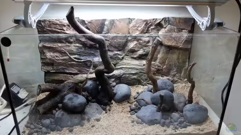 Aquarium Old but Gold aufgelöst von Trimmy (2)