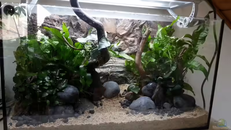 Aquarium Old but Gold aufgelöst von Trimmy (3)