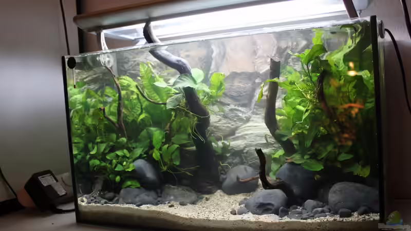 Aquarium Old but Gold aufgelöst von Trimmy (5)