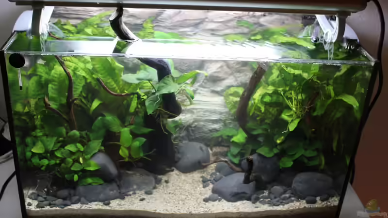 Aquarium Old but Gold aufgelöst von Trimmy (6)