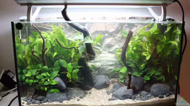 Aquarium Old but Gold aufgelöst von Trimmy (7)